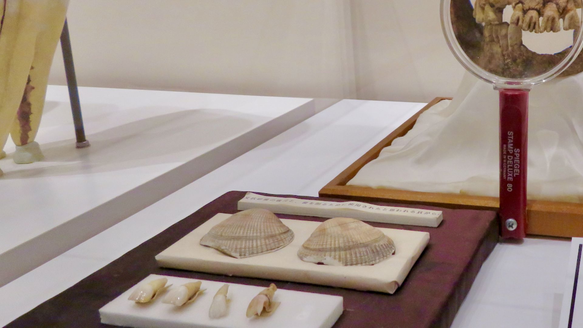 File:Aichi Dental Association's Teeth Museum No - 8.jpg