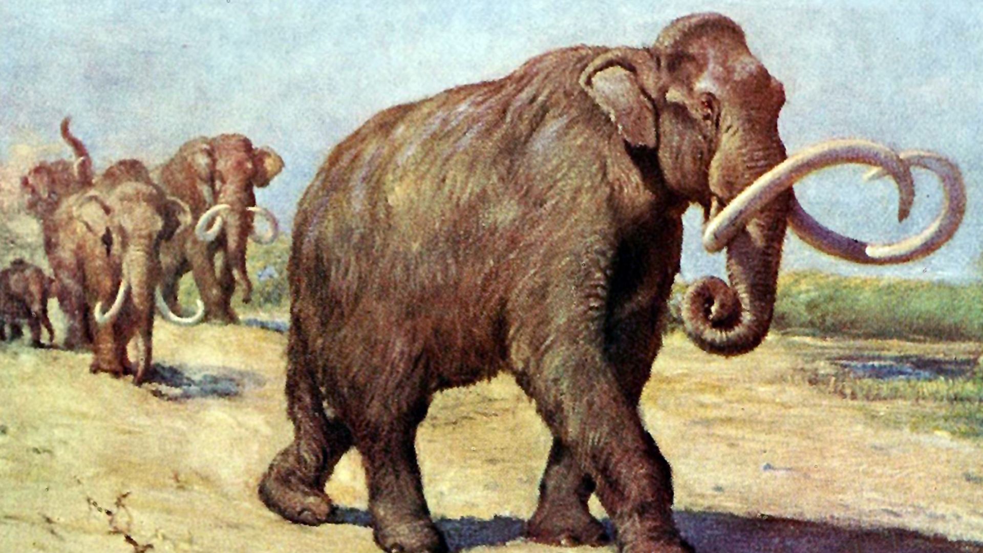 File:Columbian mammoth TFA.jpg