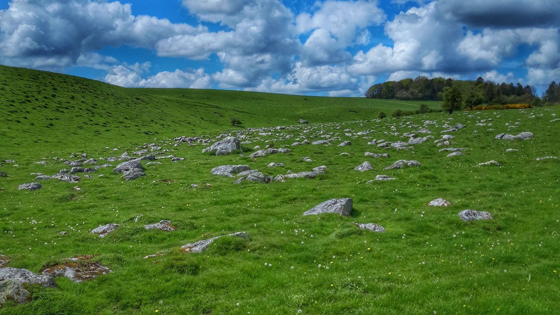 File:Fyfield Down NNR sarsen stones.jpg