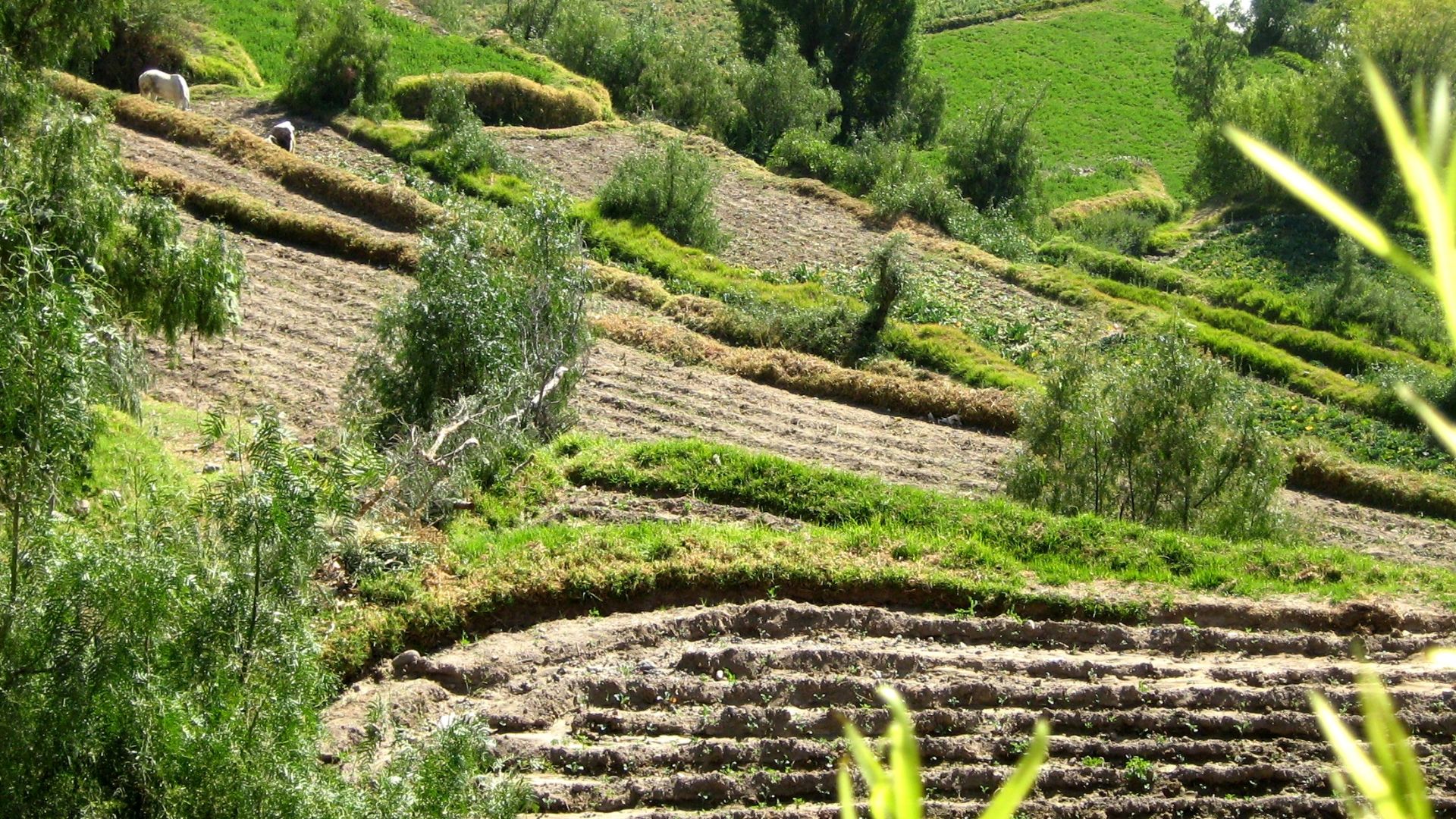 File:Peru terrace farming.JPG