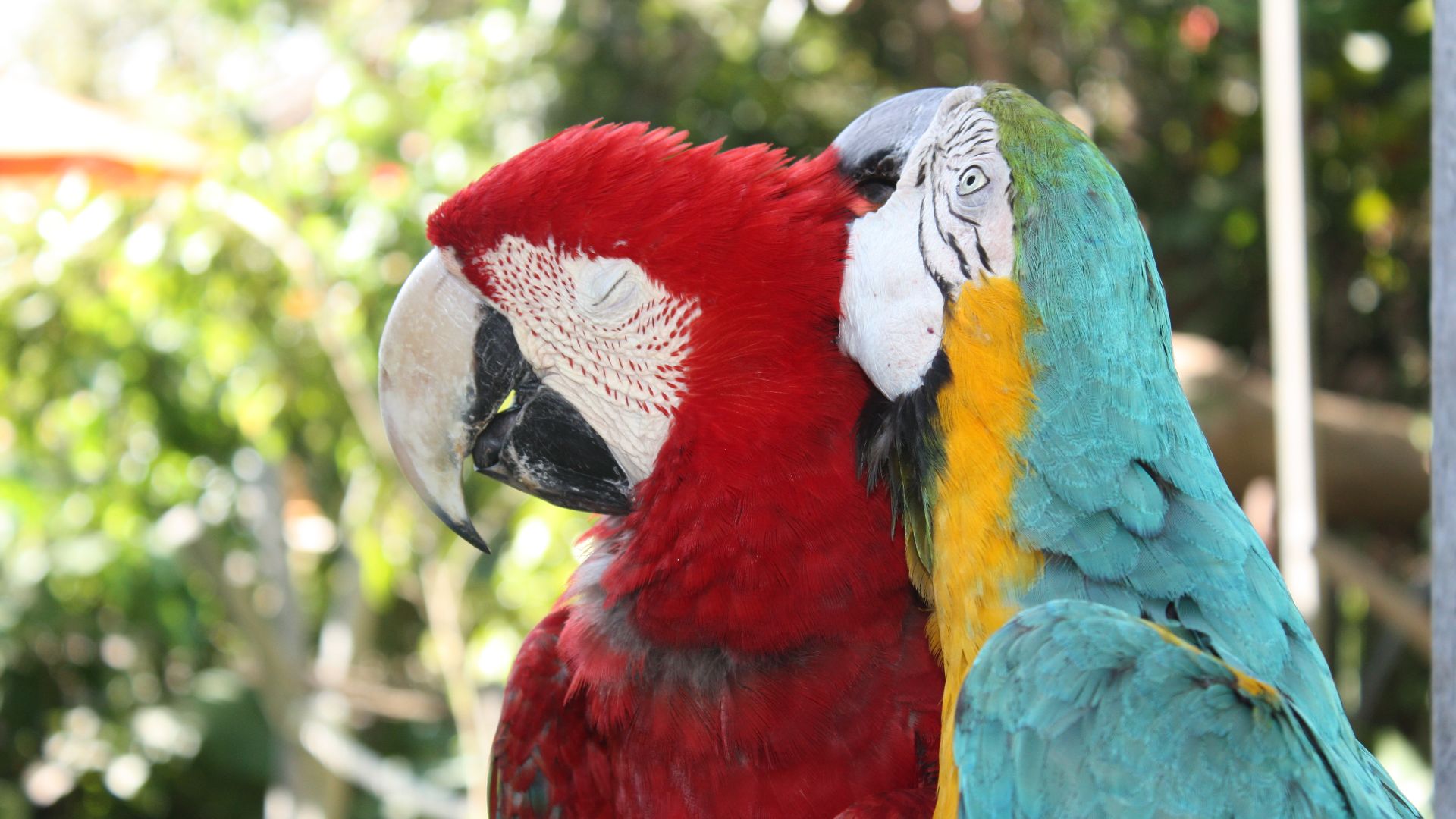 File:Macaw.jpg