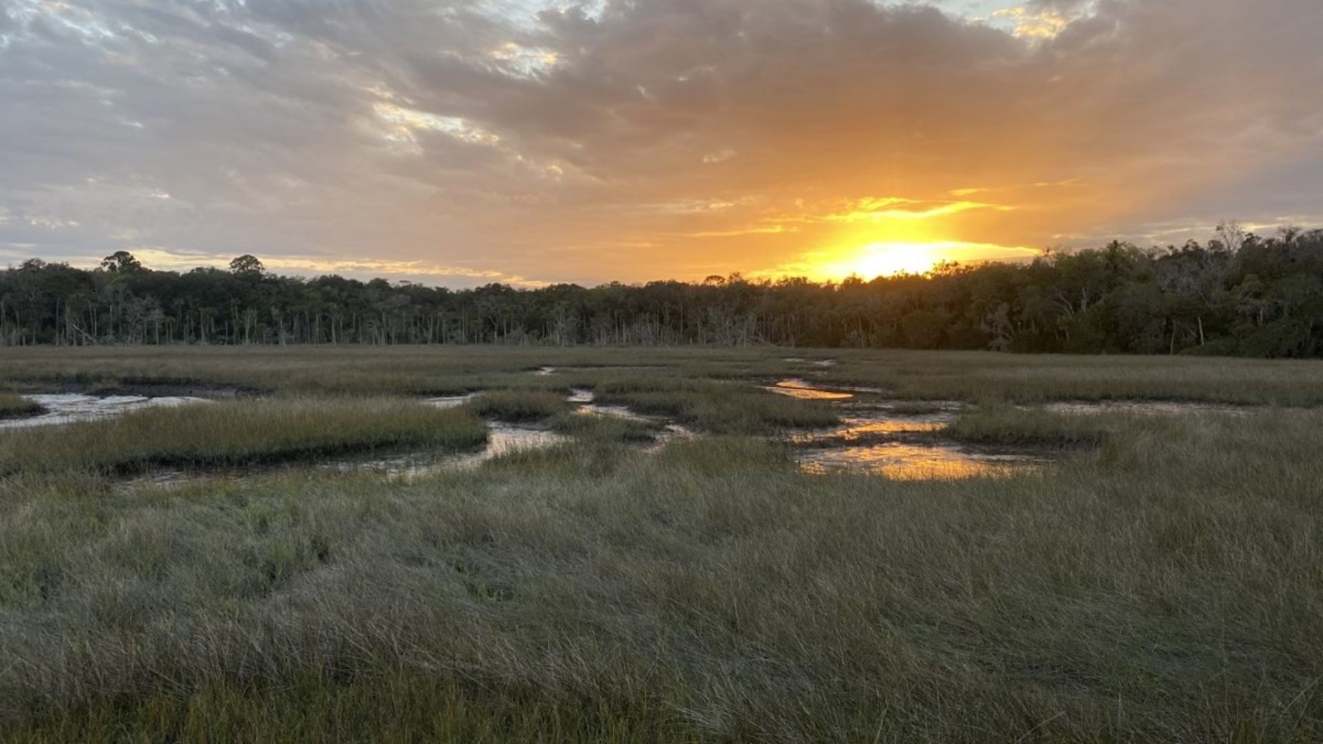 File:Timucuan salt marsh.jpg