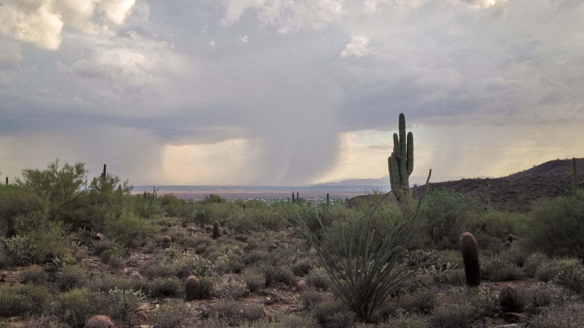 File:2014 Arizona monsoon rain Sonoran Desert.jpg