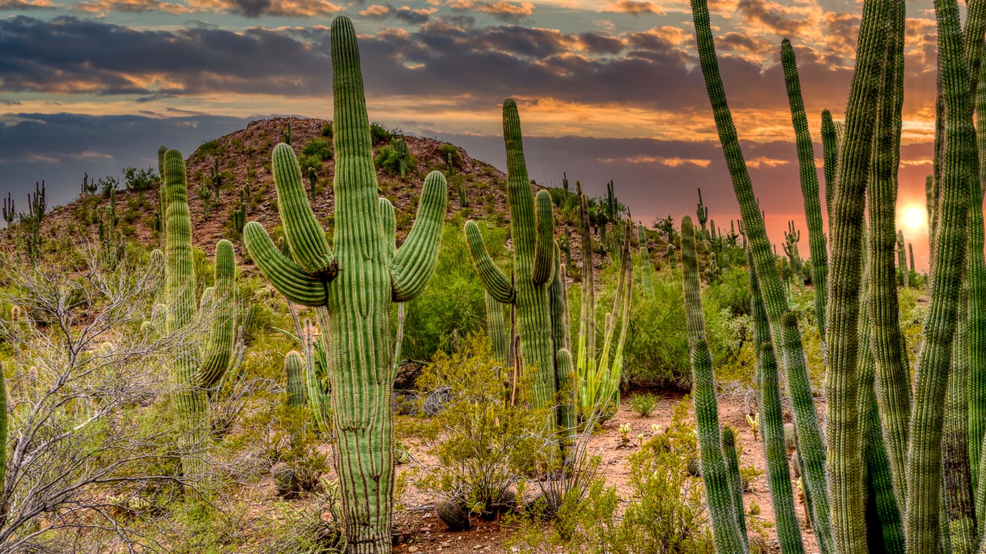 File:Sonoran Desert - Phoenix, Arizona (51802502161).jpg