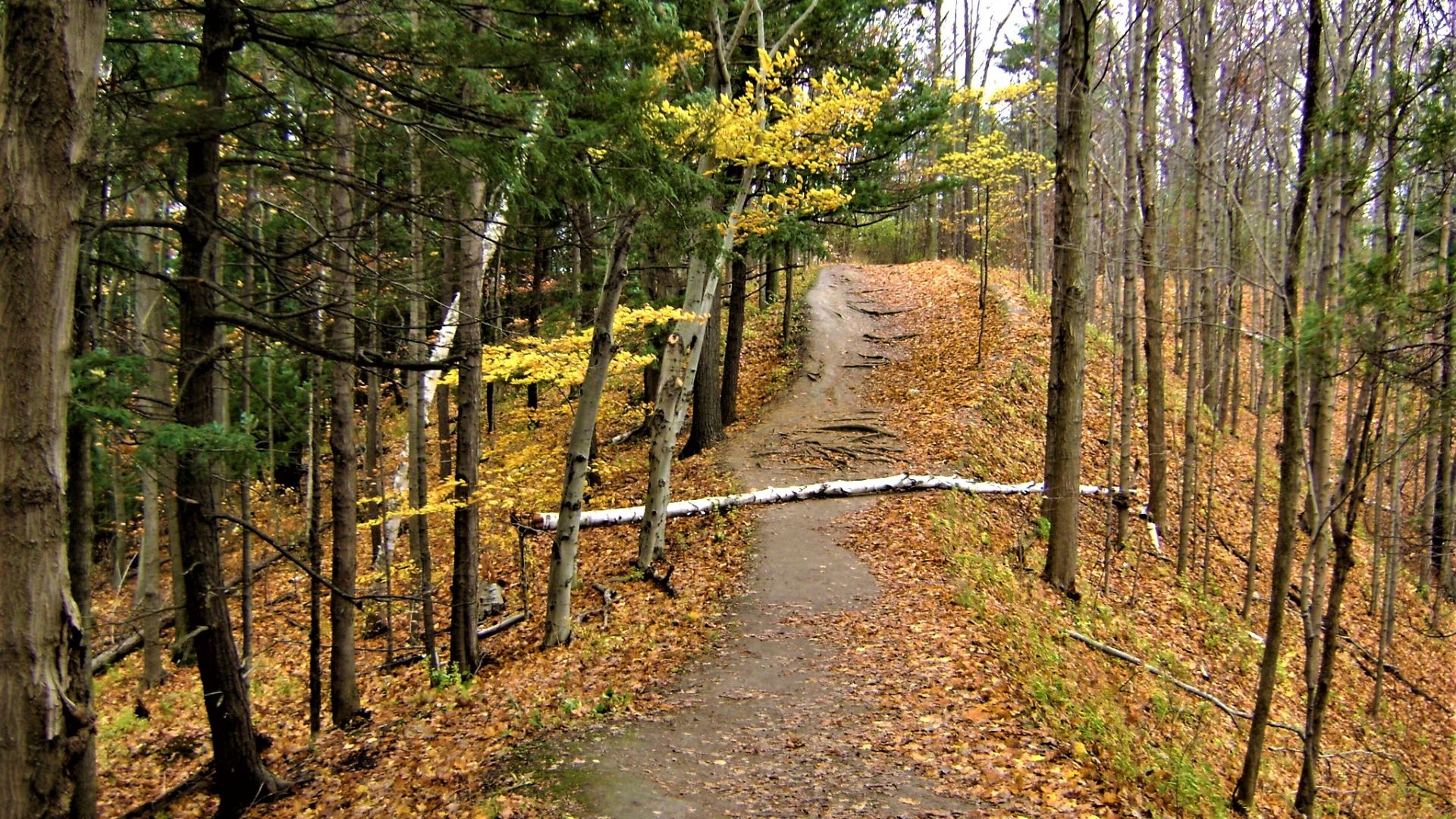 File:Rouge National Urban Park- Orchard and Vista Trails-Toronto-Ontario (1).jpg