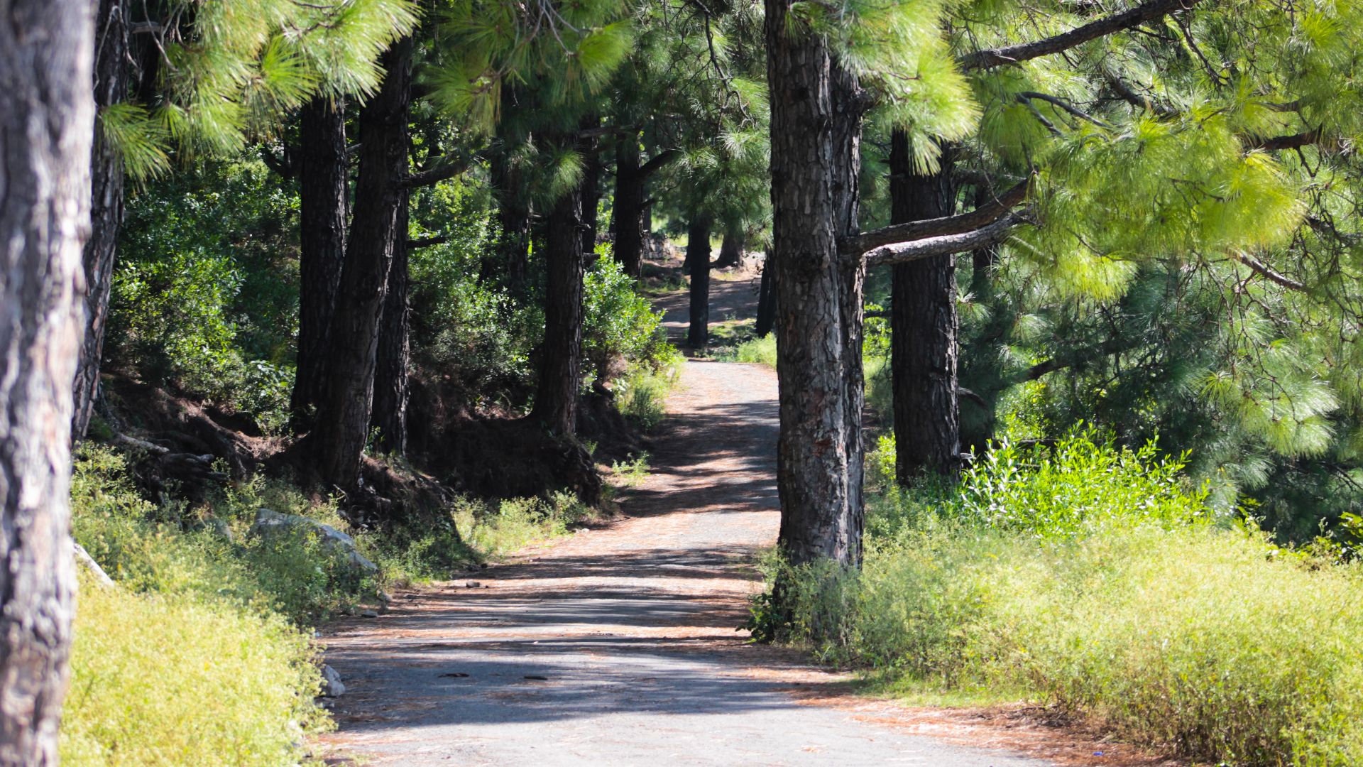 File:Trekking trail in Margalla Hills.jpg