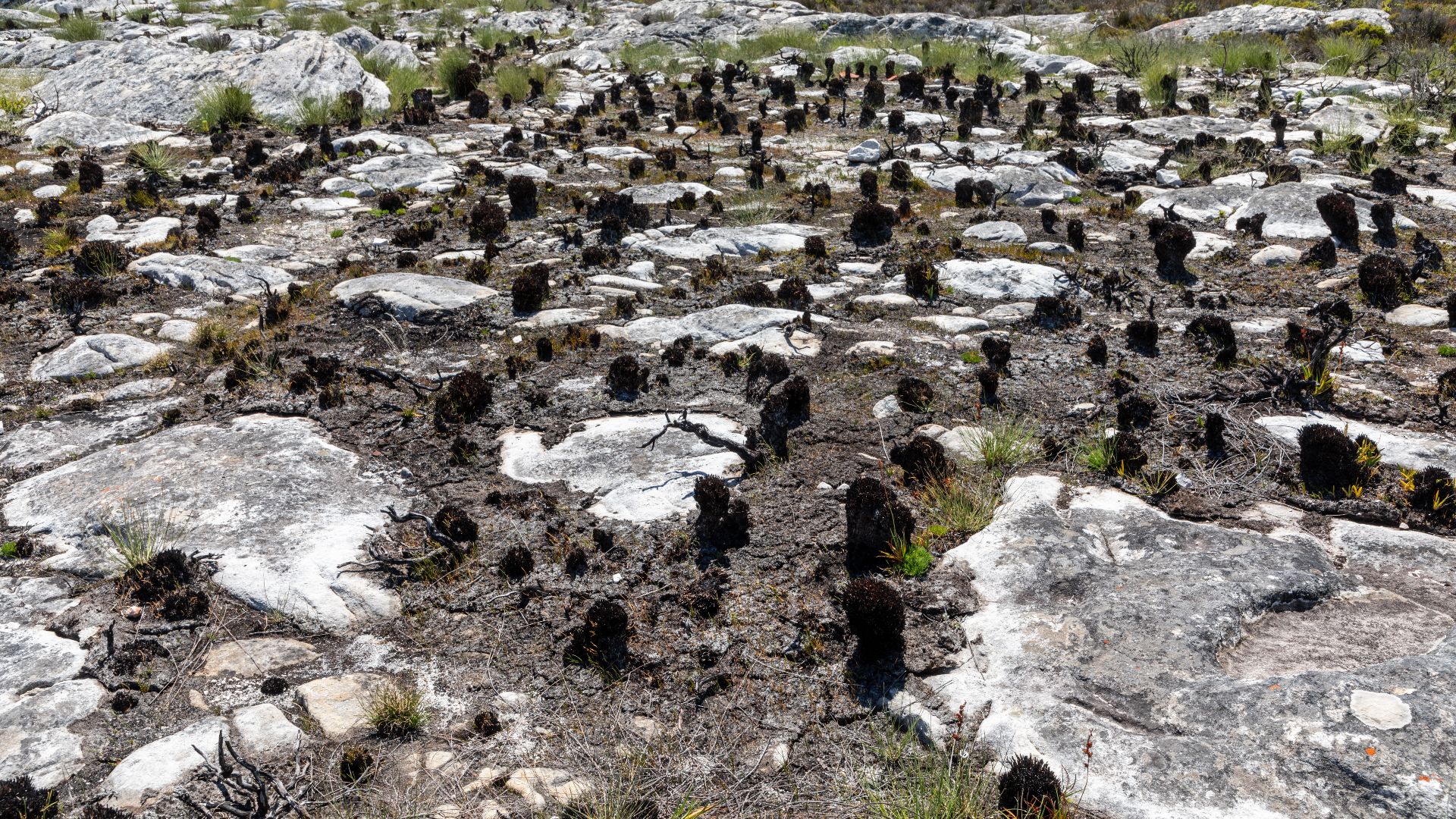 File:Cape Town (ZA), Table Mountain -- 2024 -- 2821.jpg