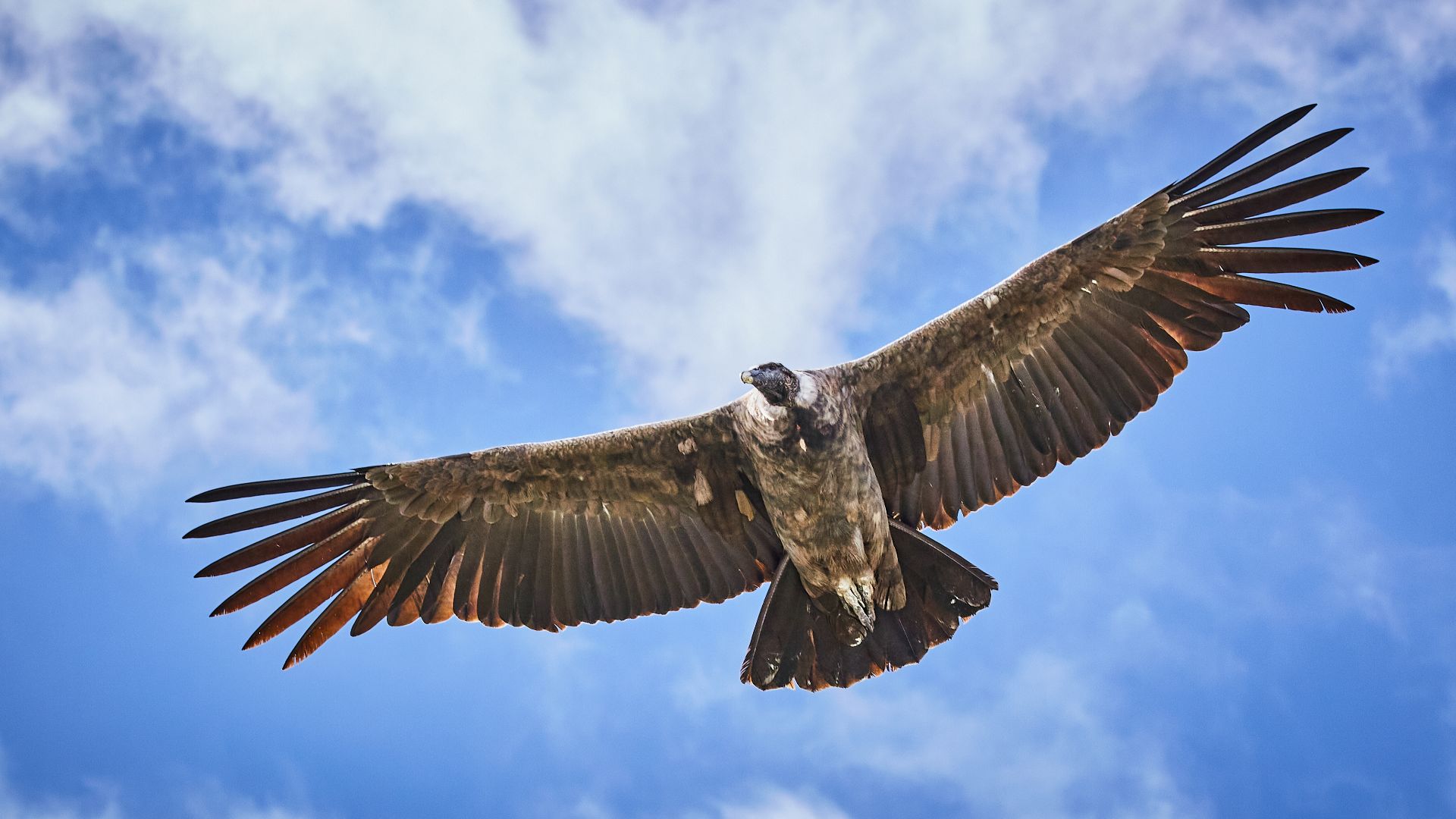 File:Andean condor (Vultur gryphus) at Colca Canyon.jpg
