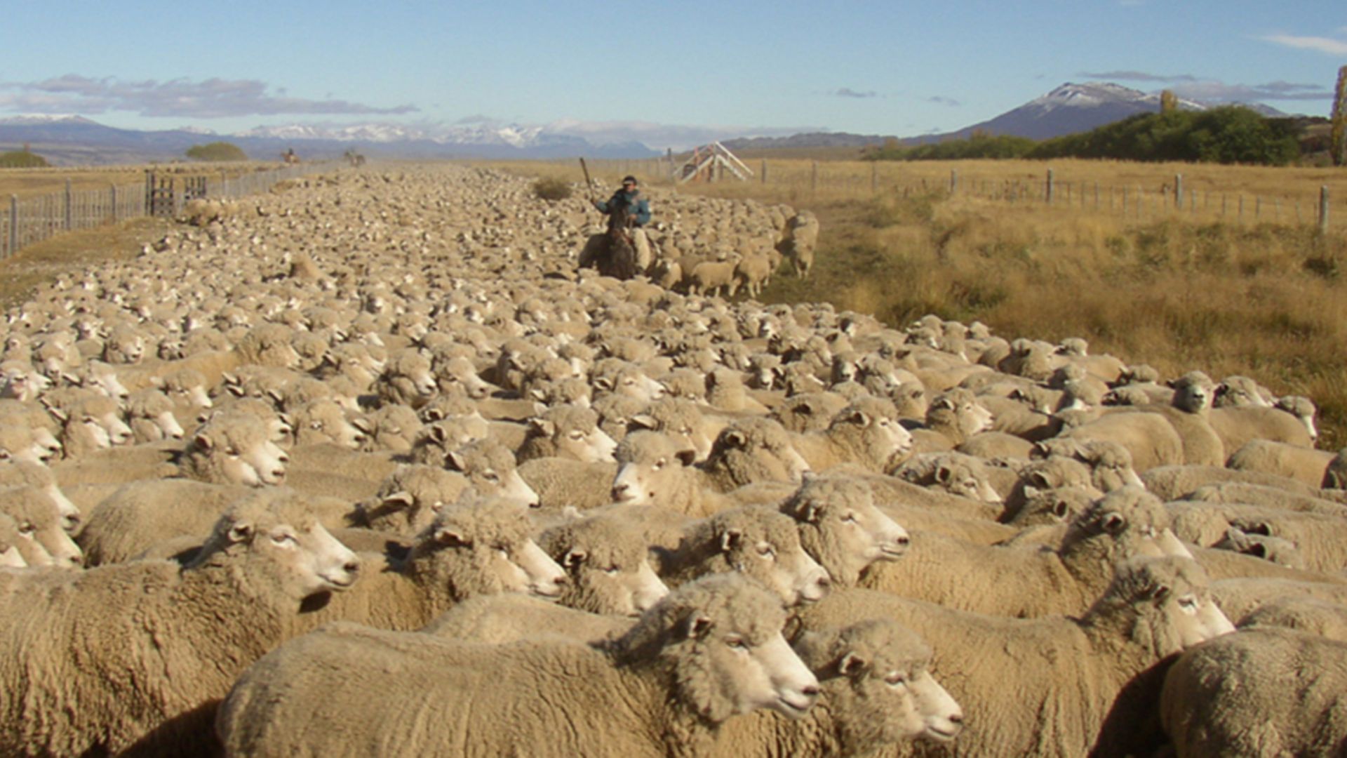 File:Ovejas en Patagonia - Argentina.jpg
