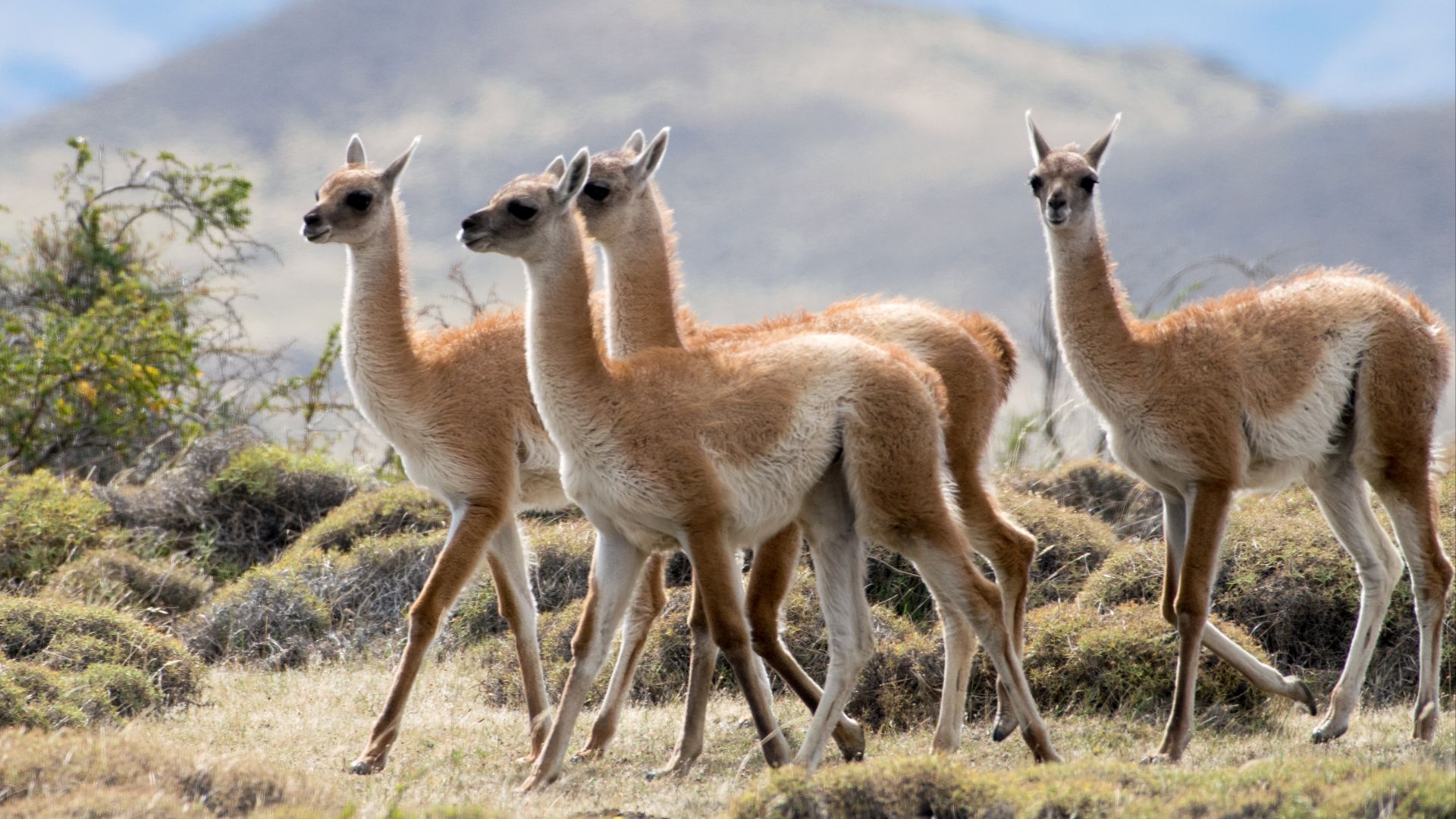 File:Guanacos (Lama guanicoe).jpg