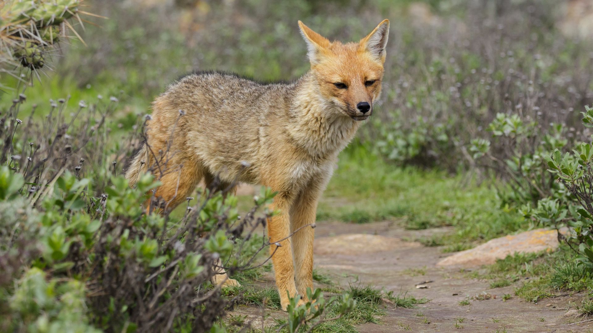 File:Peru - Colca Canyon - Culpeo - Lycalopex culpaeus.jpg