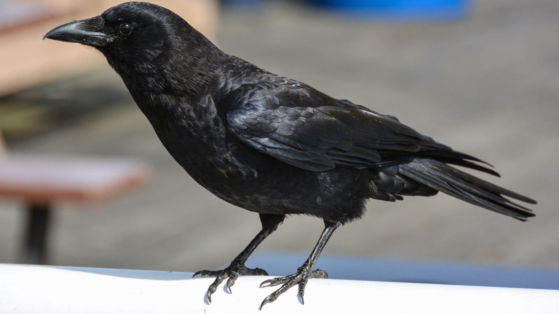 File:2014-04-29 01 Northwestern crow (Corvus brachyrhynchos caurinus).jpg