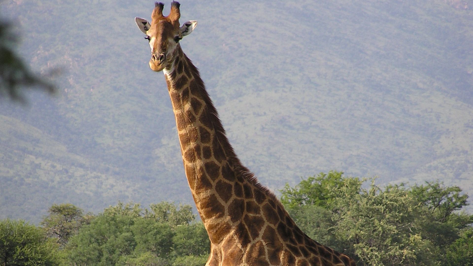 File:Giraffe standing.jpg