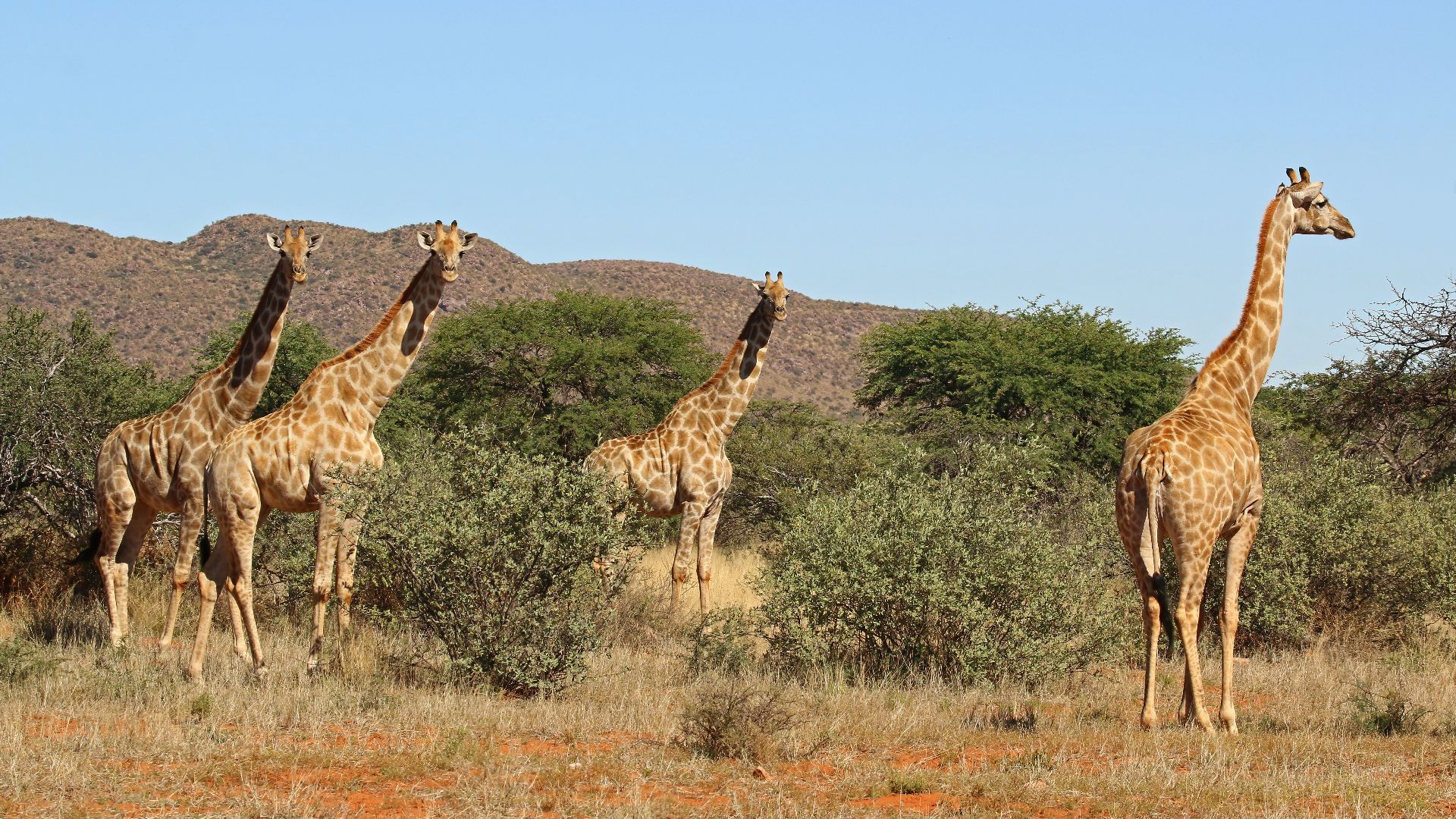 File:Giraffe (Giraffa camelopardalis) females.jpg