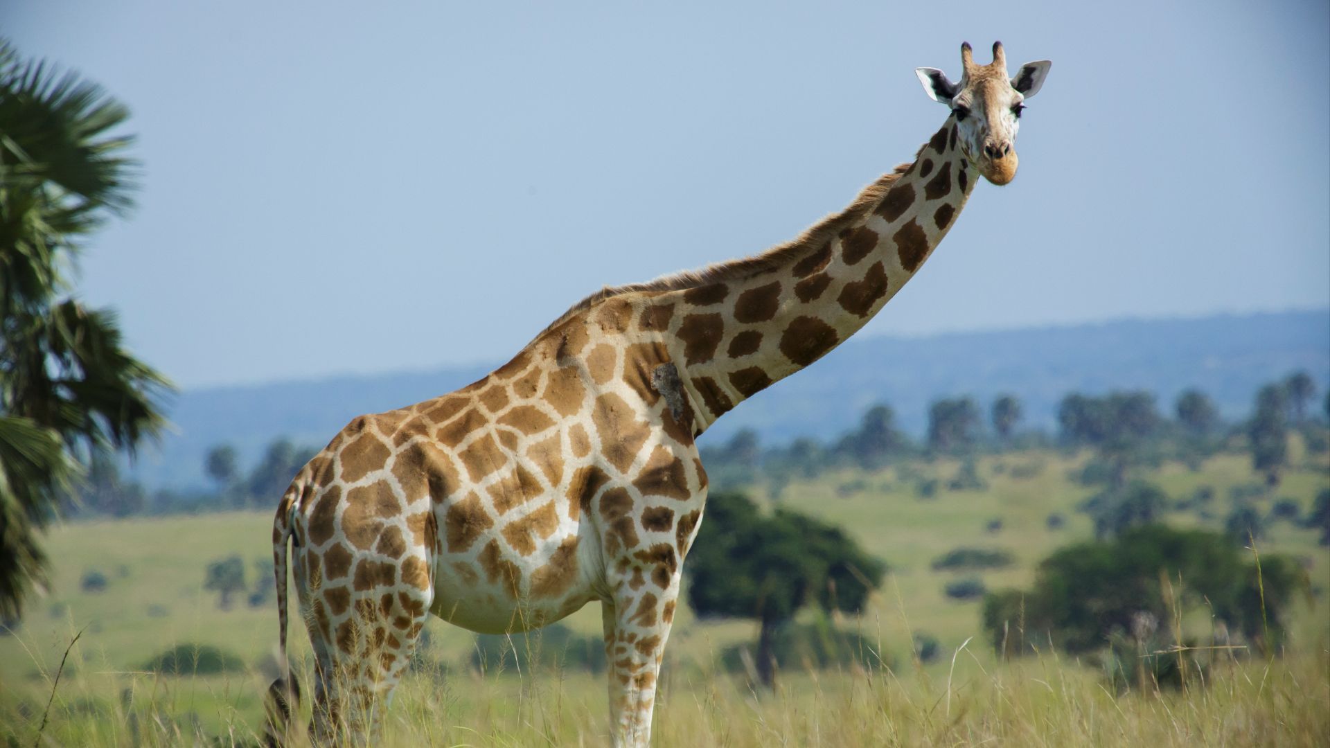 File:Rothschild's giraffe (Giraffa camelopardalis rothschildi) - Murchison Falls National Park.jpg