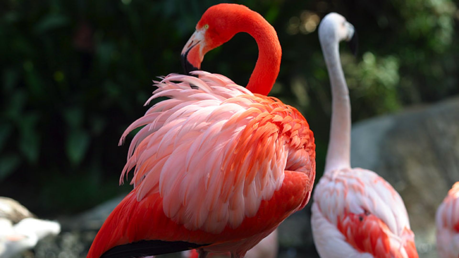 File:Lightmatter flamingo.jpg