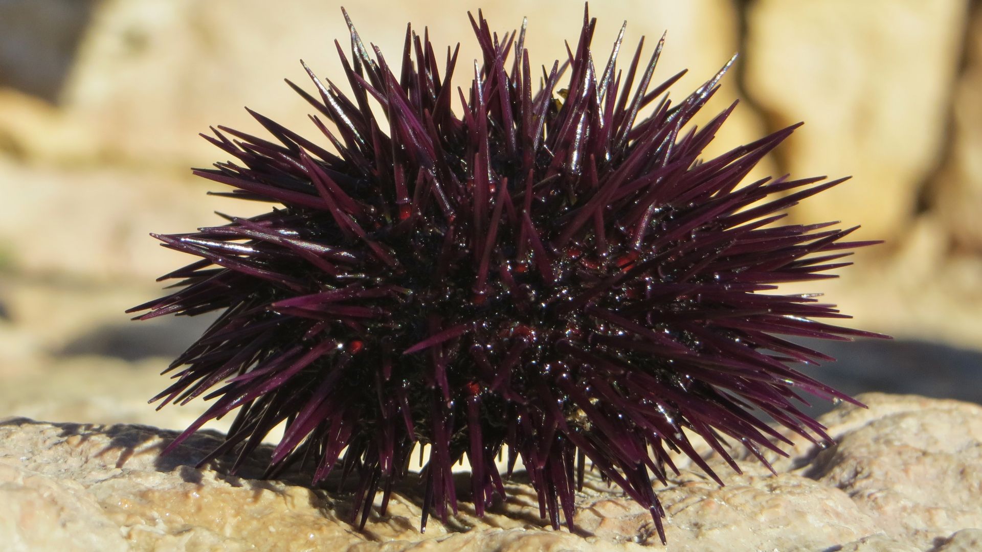 File:Paracentrotus lividus profil.JPG