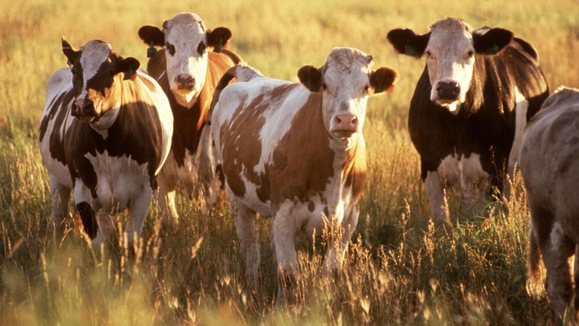 File:Cattle (1).jpg