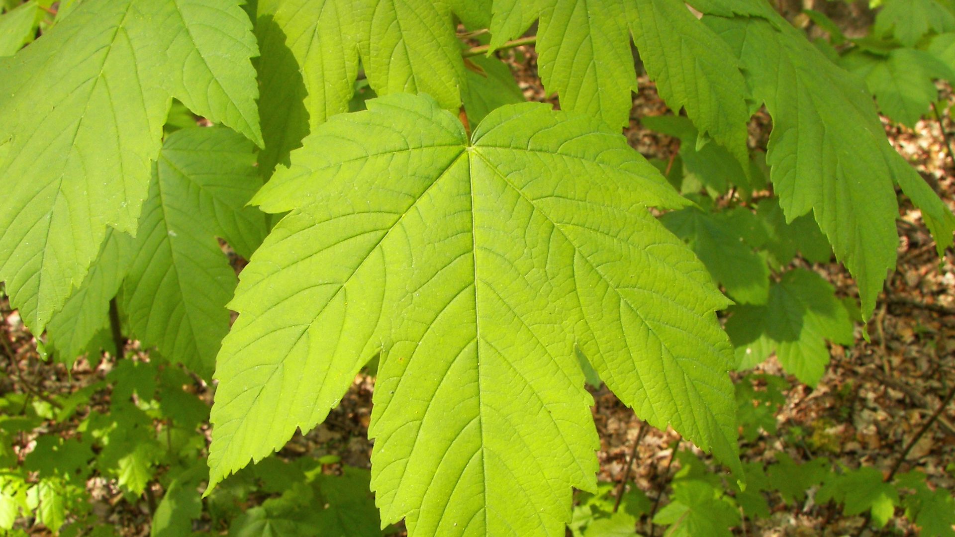 File:Acer pseudoplatanus 002.jpg