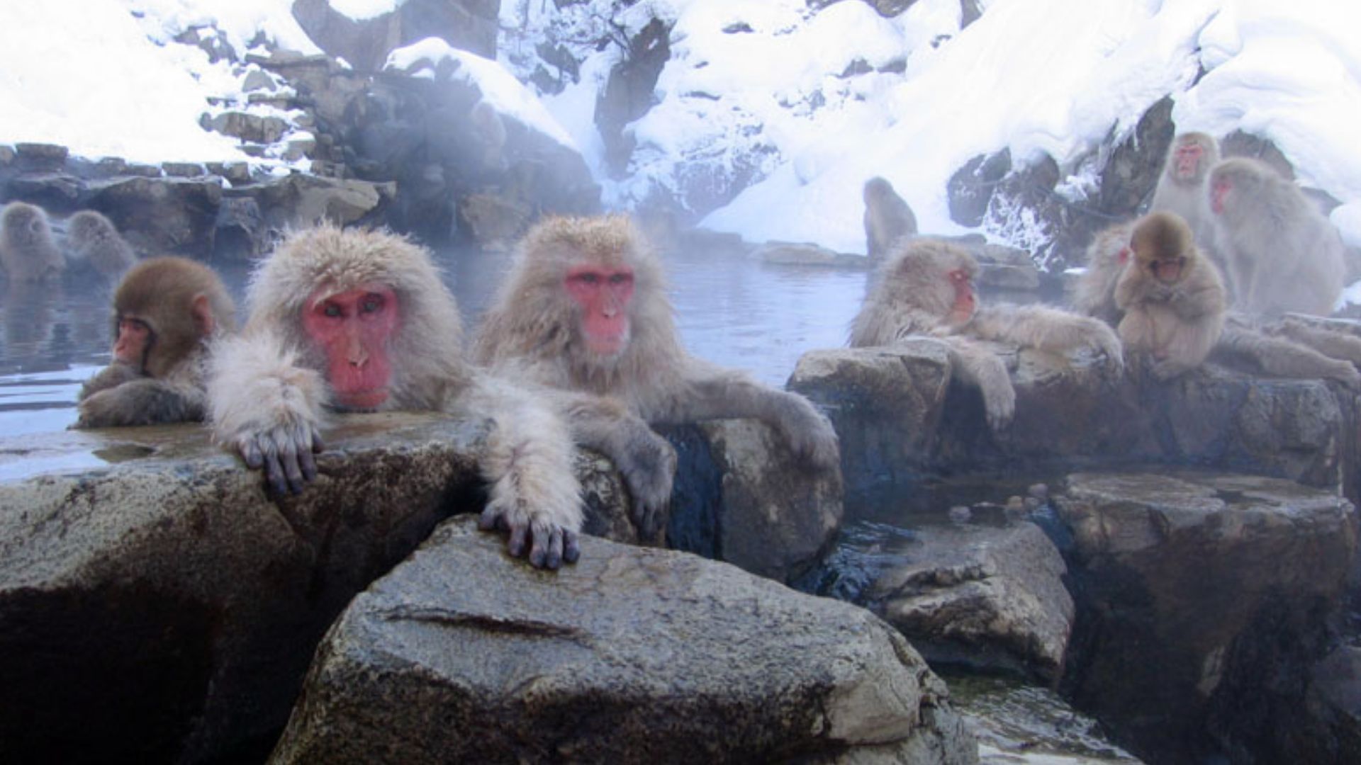 File:Jigokudani hotspring in Nagano Japan 001.jpg