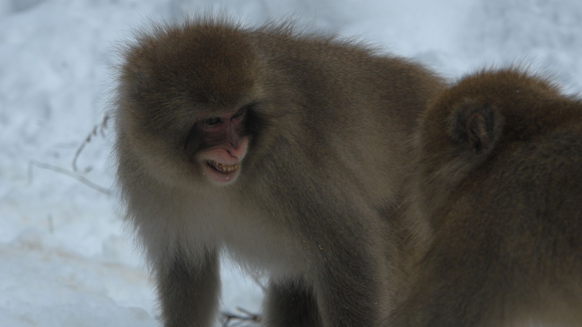 File:Snow monkeys in Shibu-onsen Kokuya 2009-12-28.jpg