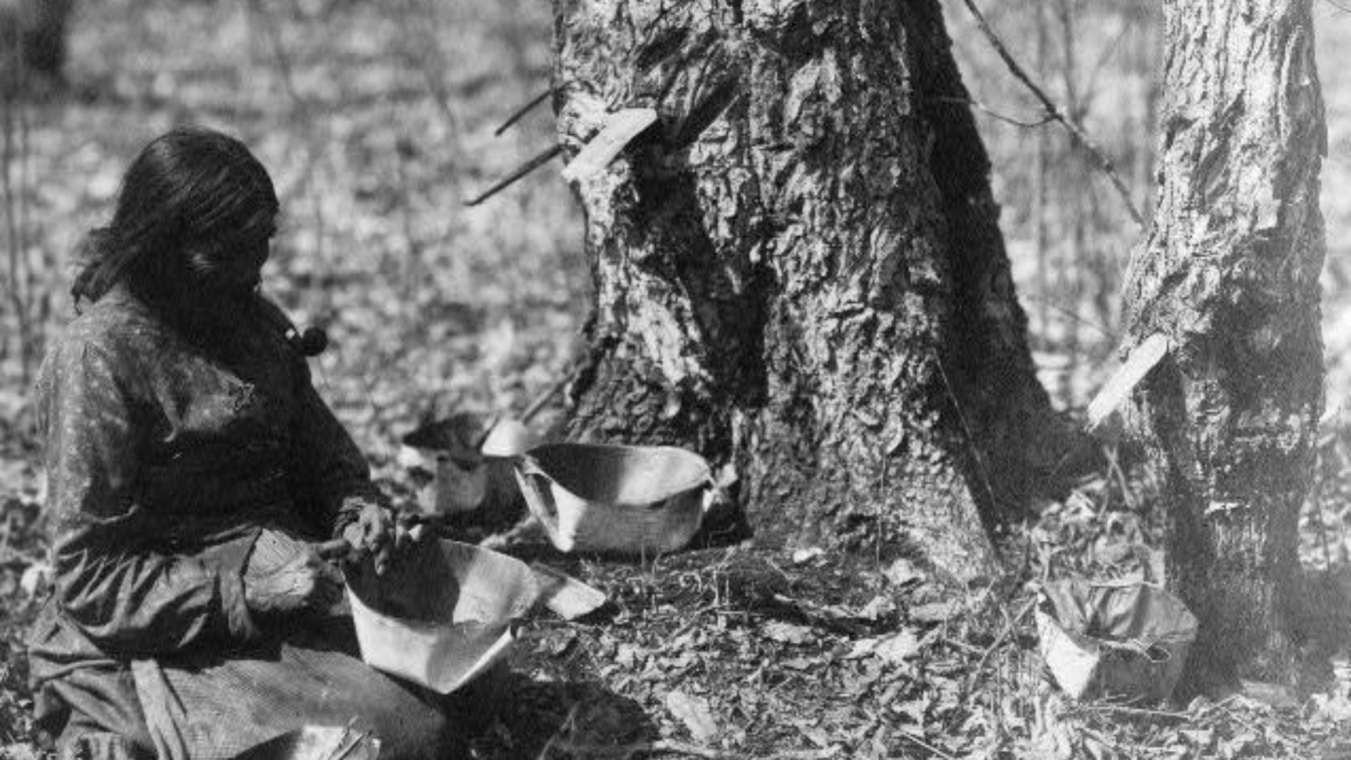File:Detail, Ojibwe woman tapping for sugar maple syrup (cropped).jpg
