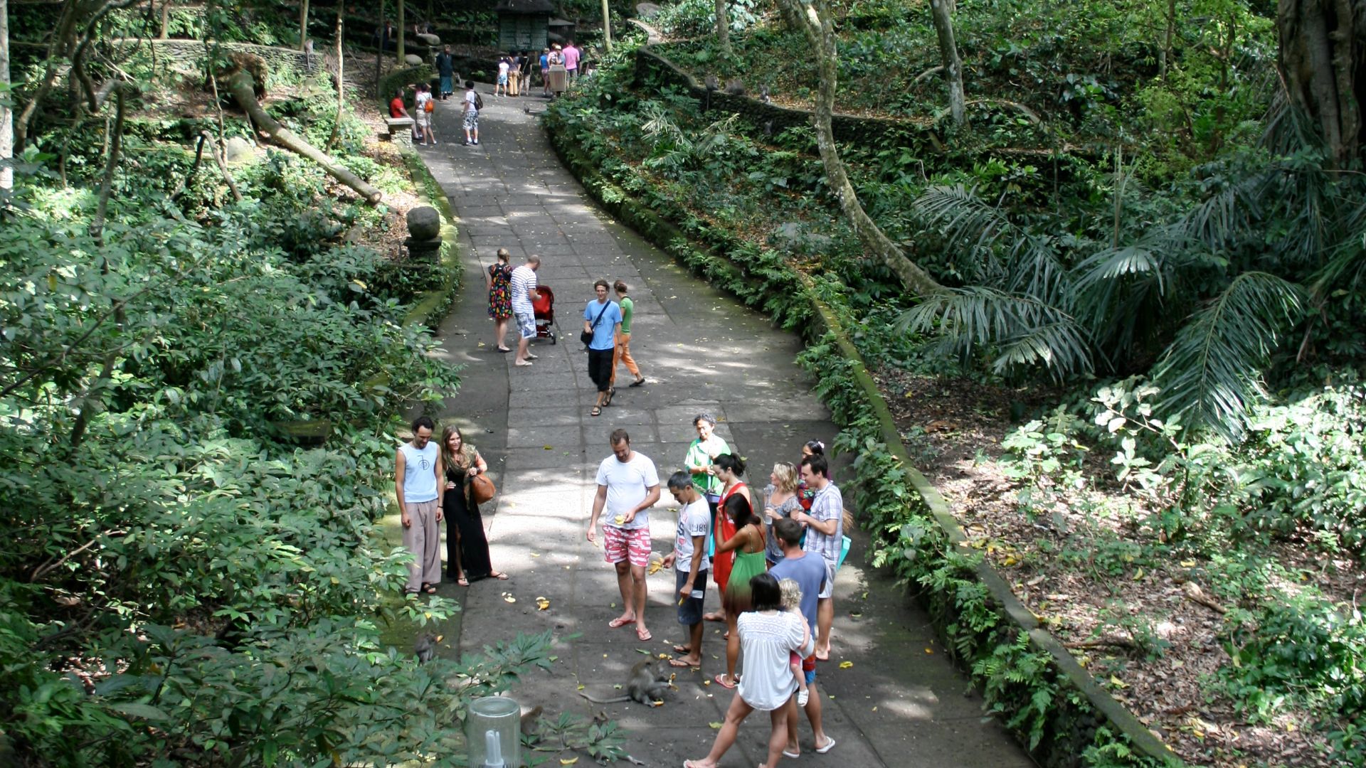 File:Monkey Forest.jpg