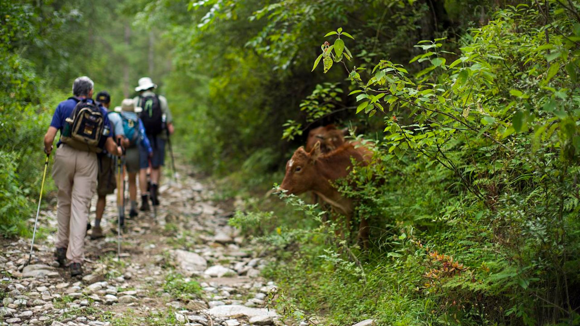 File:Bhutan (8026021171).jpg