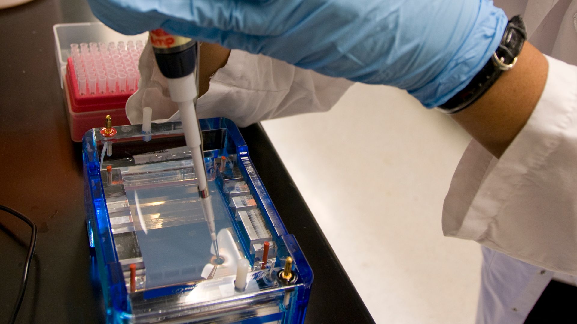 File:FDA microbiologist prepares DNA samples for gel electrophoresis analysis.jpg