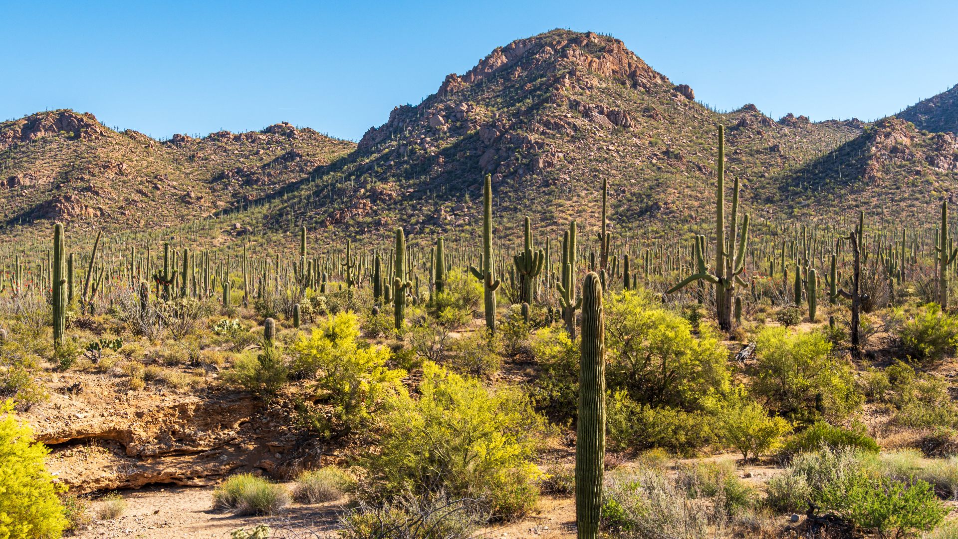 File:Cactuses at Saguaro National Park West, Arizona, USA 2024-5 3.jpg