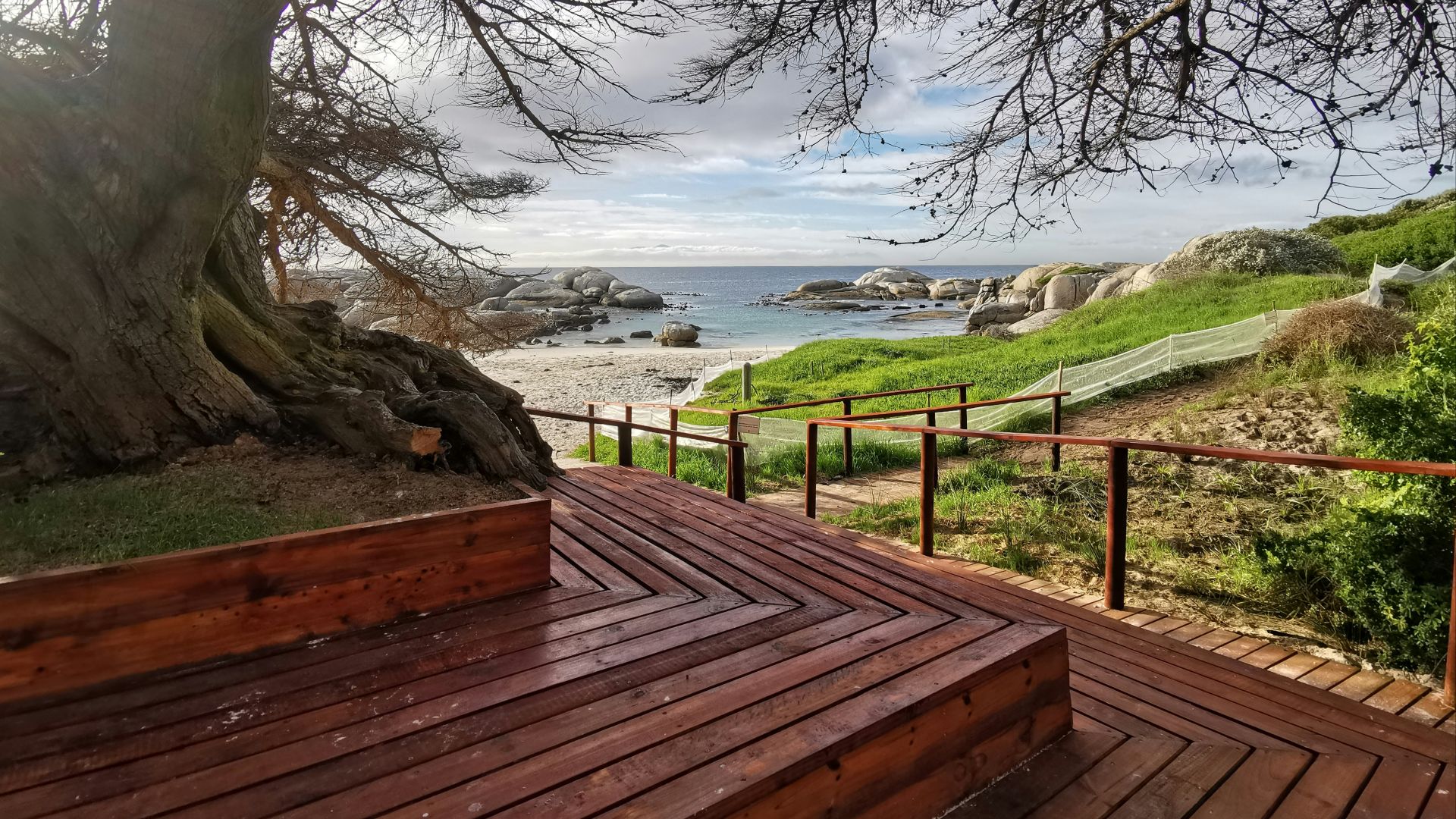 a wooden deck next to a large tree