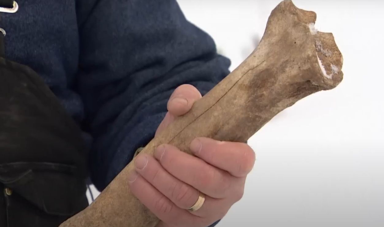 Buffalo, But Not Bison antiquus?