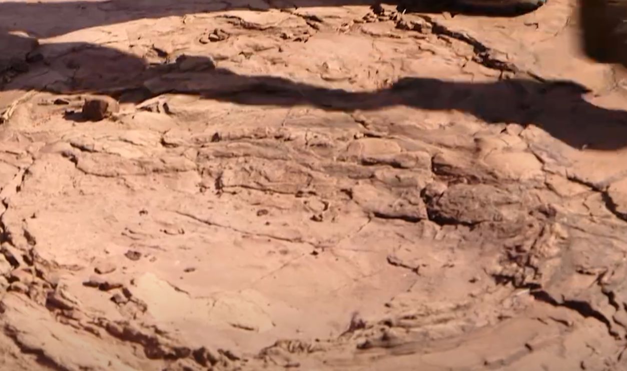 Dinoturbation Tracks 