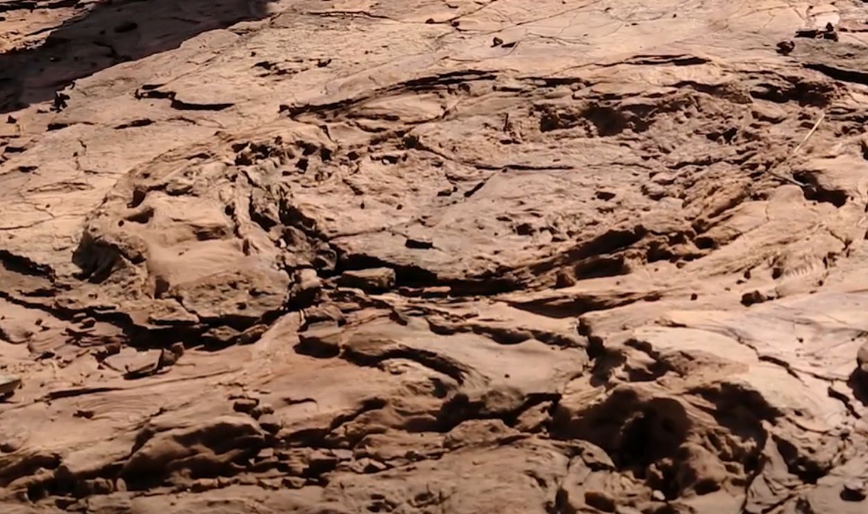 Dinoturbation Tracks 