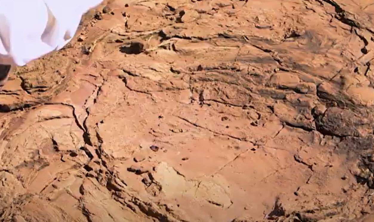 Dinoturbation Tracks