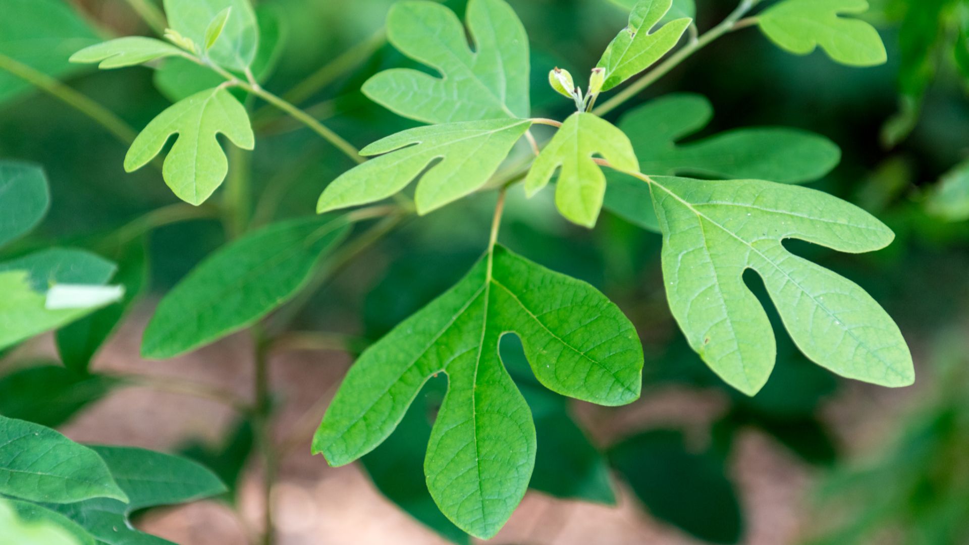 File:Sassafras Leaves June Nbg (261691941).jpeg