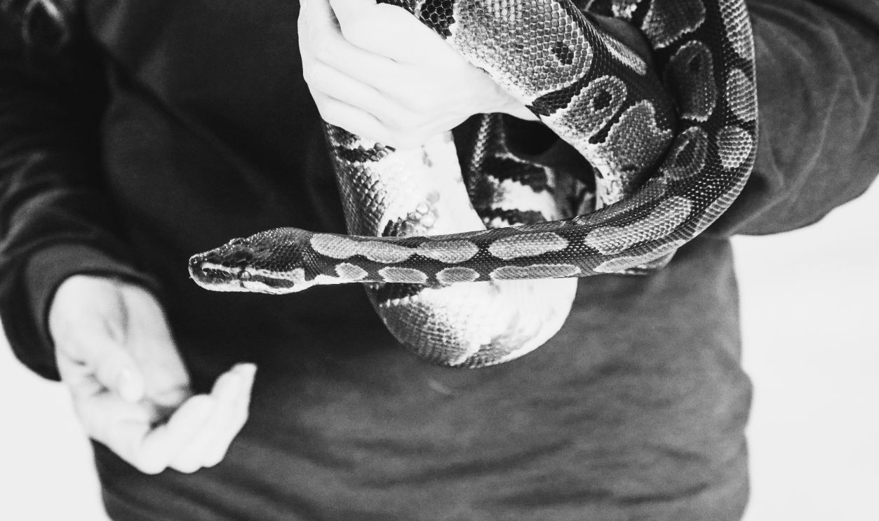 Snake Handling Demonstrations