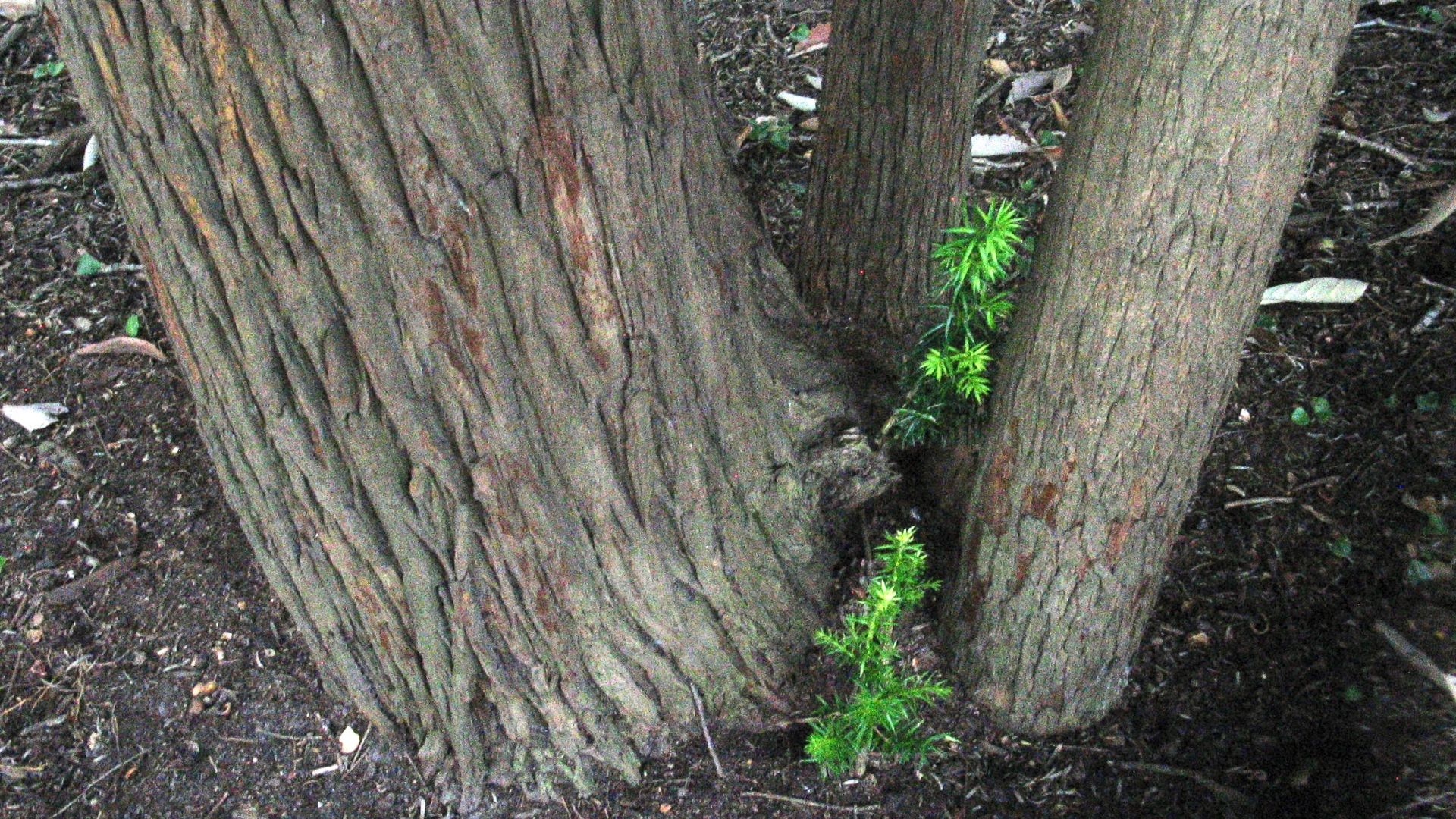 File:Torreya taxifolia multi-stemmed Clinton NC.jpg