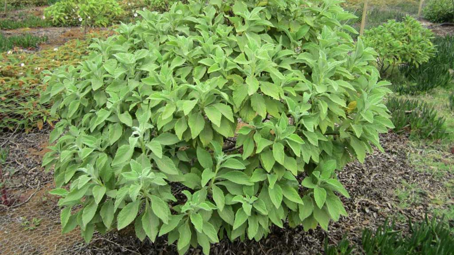 File:Gumwood Tree (16567144905).jpg