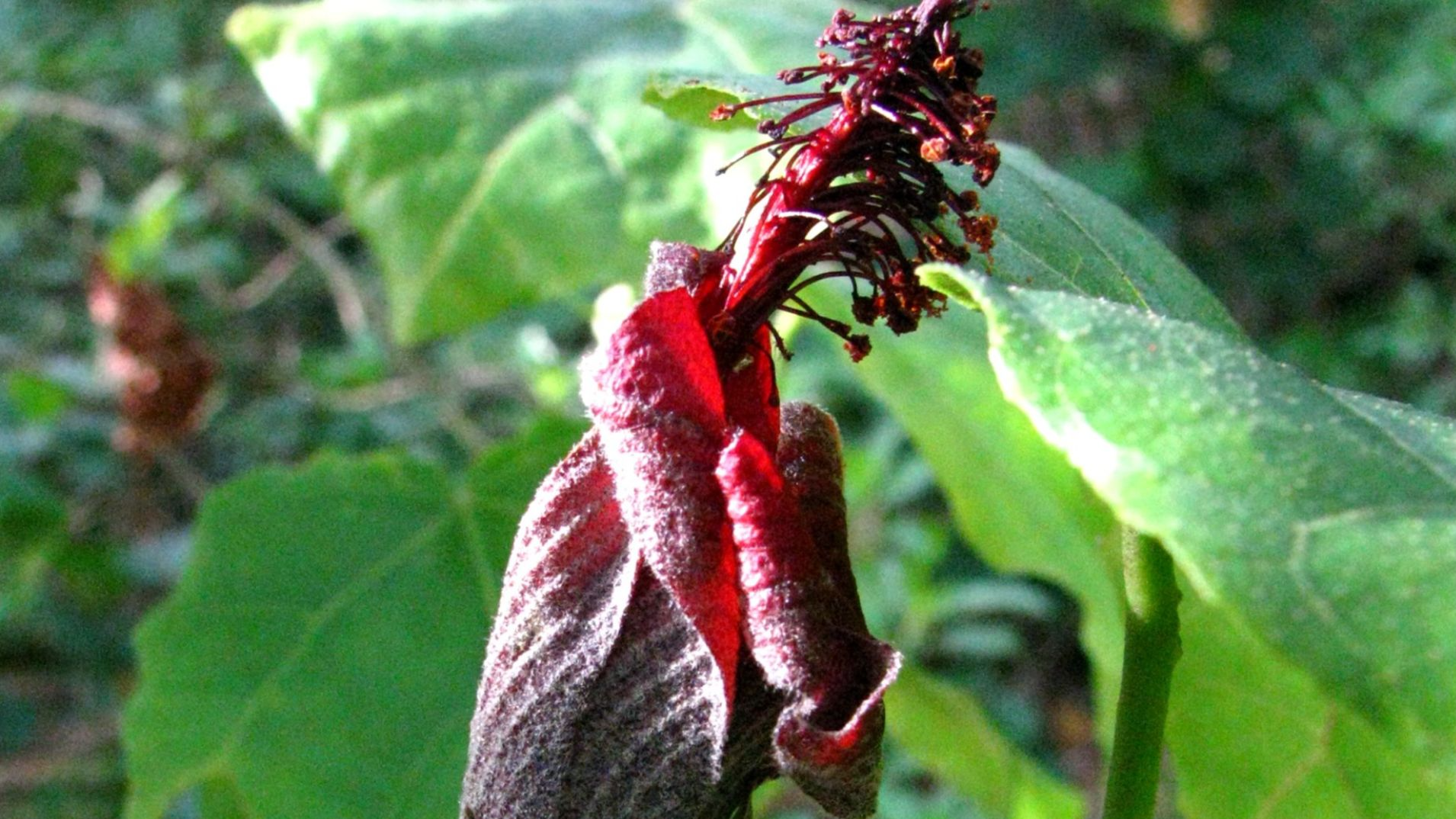 File:Hibiscadelphus giffardianus (1).jpg