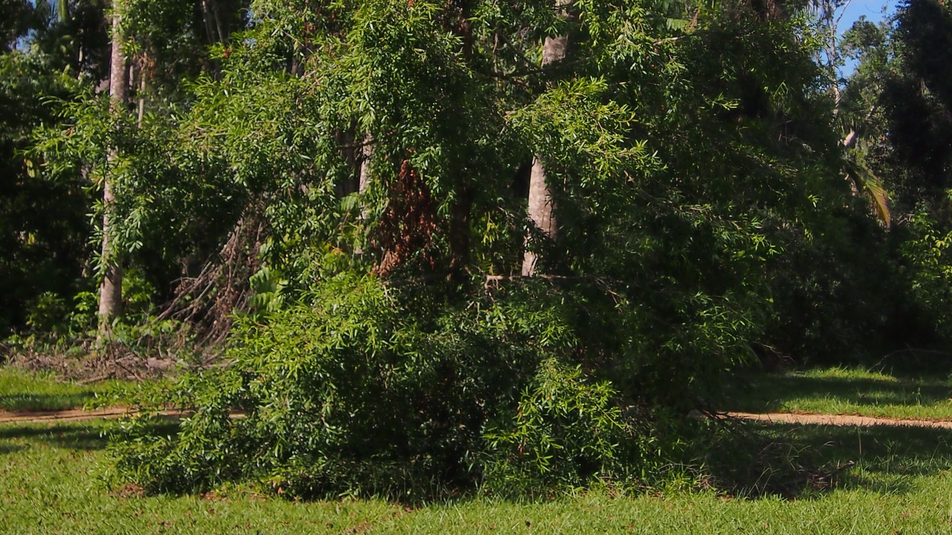 File:Podocarpus elatus habit.jpg