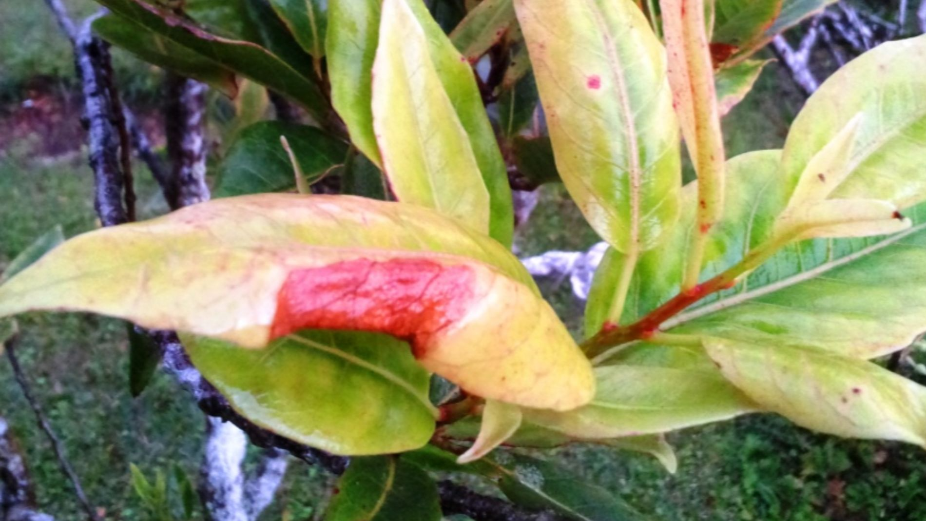 File:Elaeocarpus bojeri -foliage - Mauritius.jpg