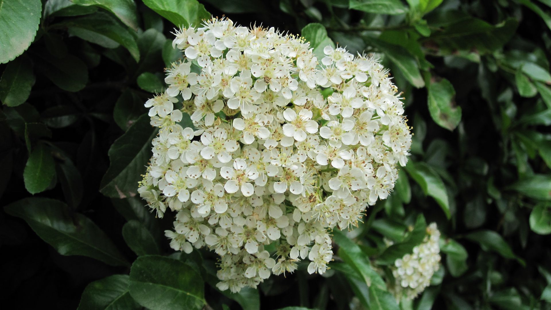 File:Pyracantha 111.JPG