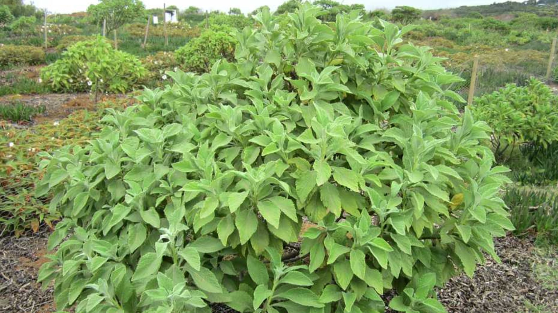 File:Gumwood Tree (16567144905).jpg