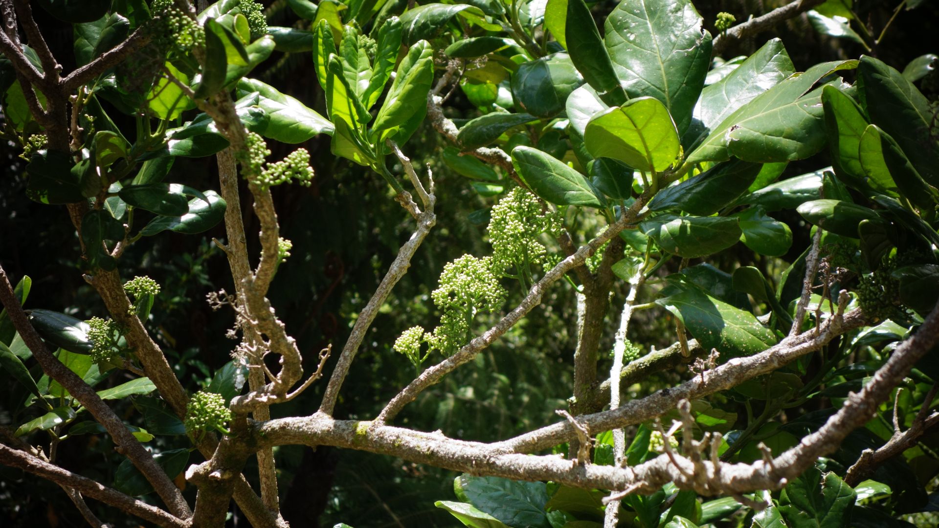 File:Pennantia baylisiana - Wellington Botanic Garden - Wellington, NZ - DSC09481.jpg