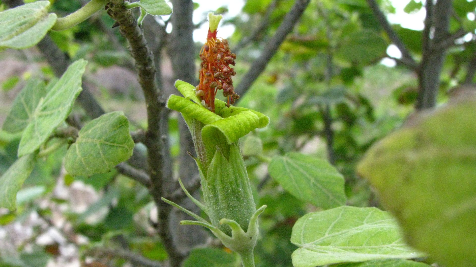 File:Hibiscadelphus distans (4813351193).jpg