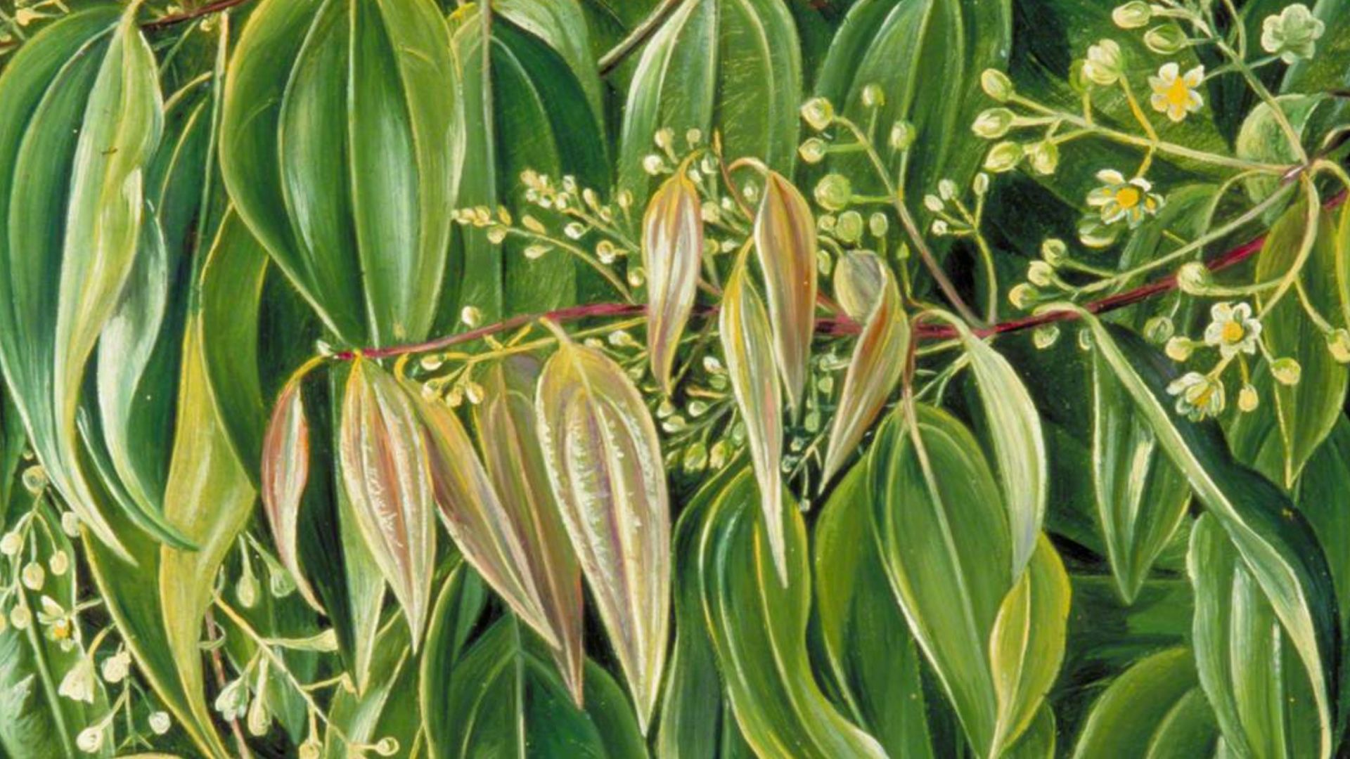 File:Marianne North (1830-1890) - Foliage and Flowers of the Cinnamon Tree - MN127 - Marianne North Gallery.jpg