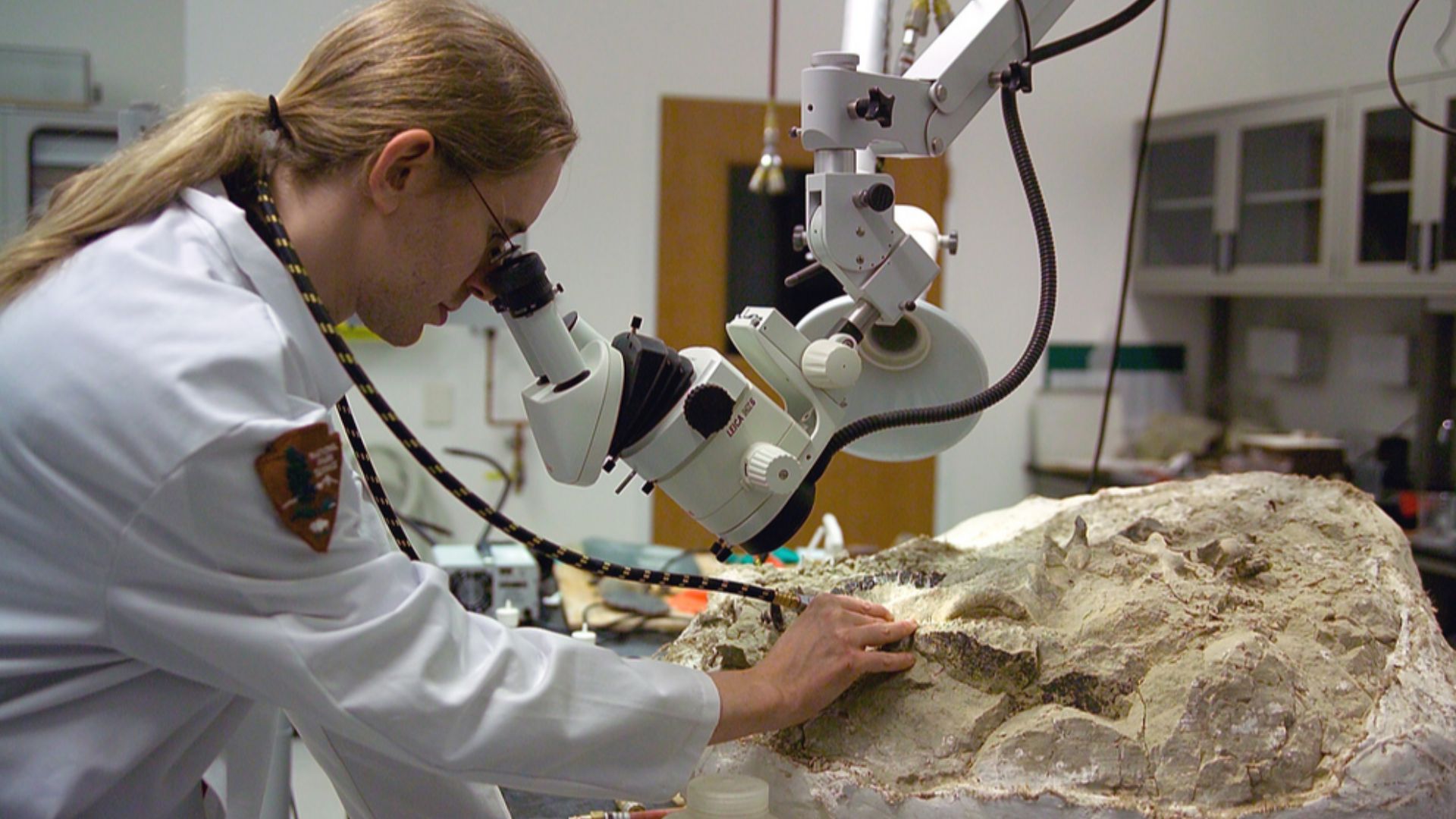 File:Fossil preparation at the Condon Center lab.jpg