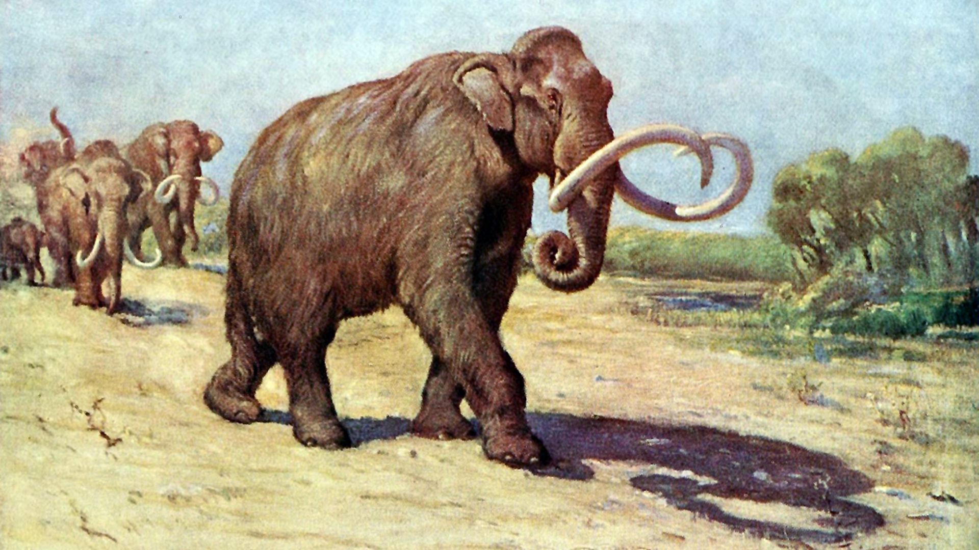 File:Columbian mammoth.jpg