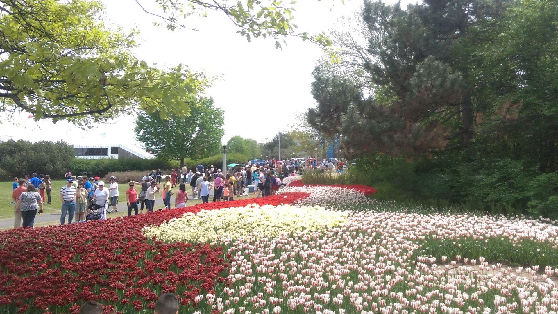 File:2016 Canadian Tulip Festival - 02.jpg